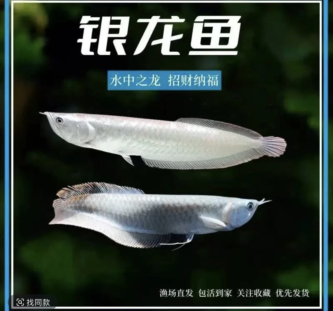 大型热带观赏鱼黄化银龙红眼白子银龙大型风水鱼招财银龙鱼0