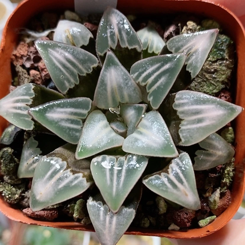 【闪购商品】99雾之喷泉