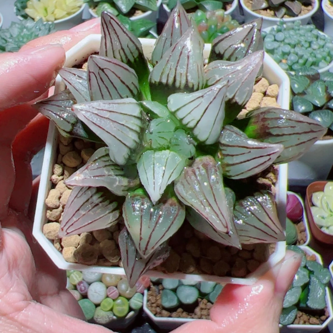 【闪购商品】西瓜寿