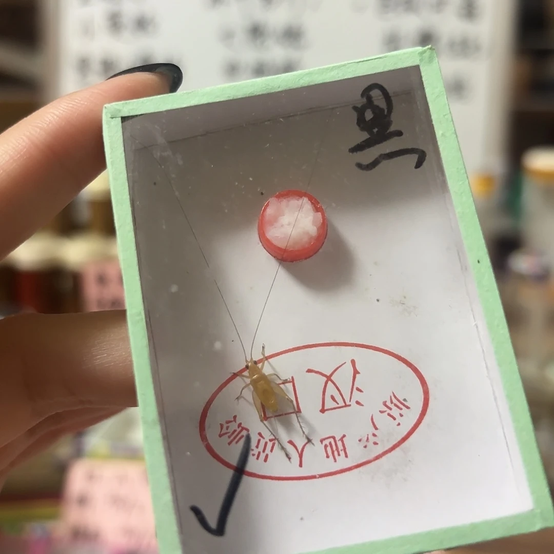 黑眼大黄不包断须尾