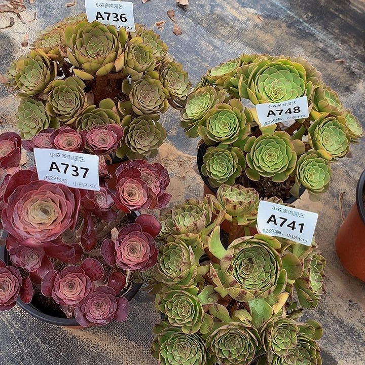 用****7771万拉斯万圣节魅金桃花石不包生死