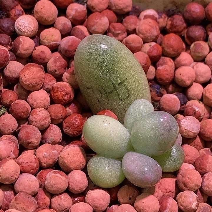 蛋黄奶酪锦多肉植物