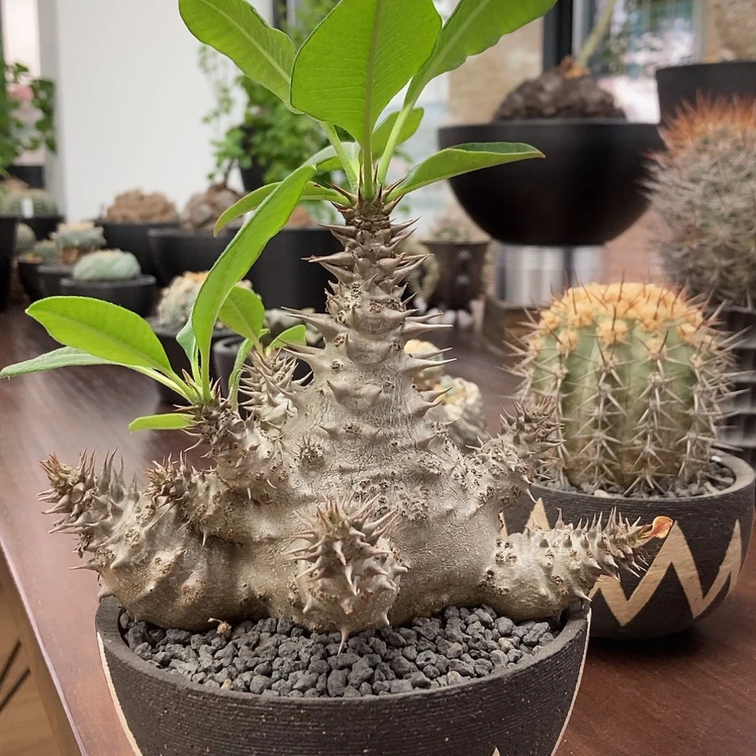 温莎棒槌顺丰包邮