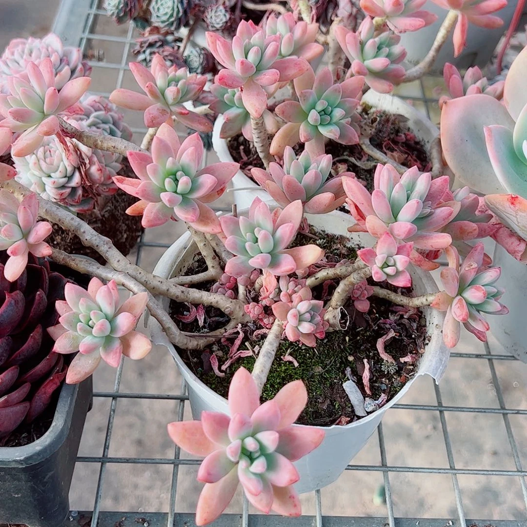 果冻秋丽多头造型精品二盆