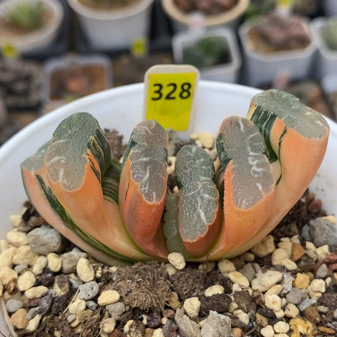328赤斑玉扇锦一物一拍