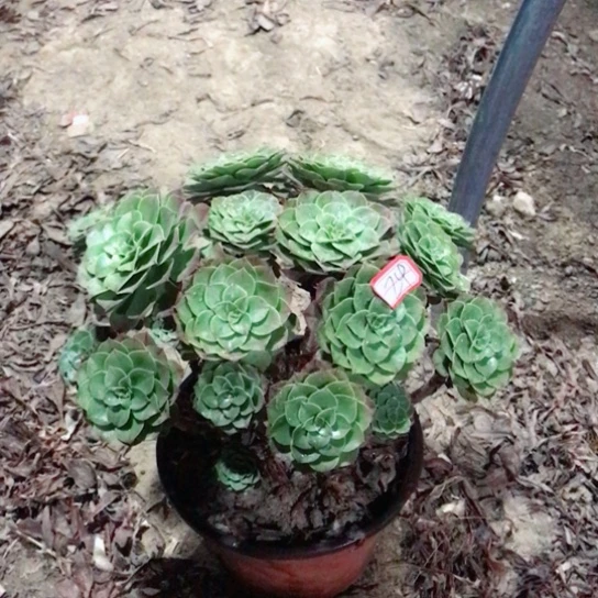 燕***7万圣节法师多肉植物24