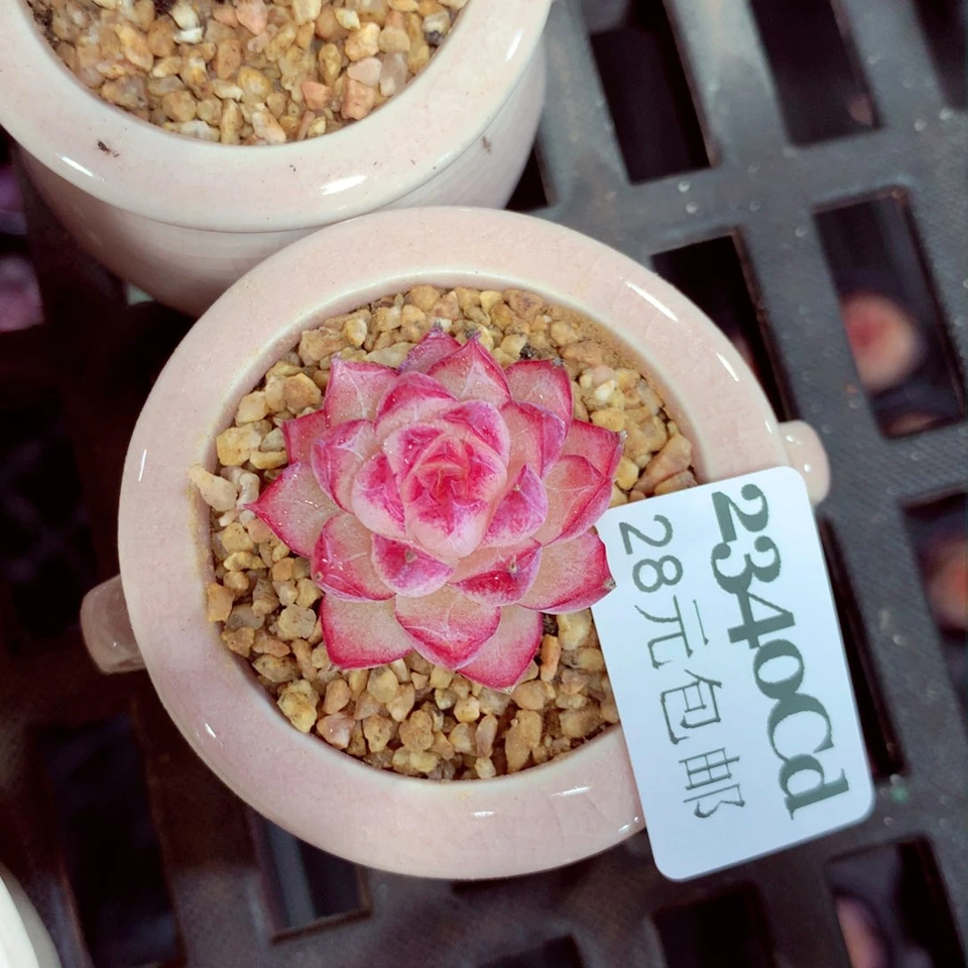 5厘米盆精控多肉2340