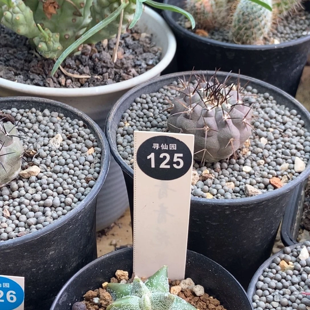 芊*芊芊367436875699一棵仙人球