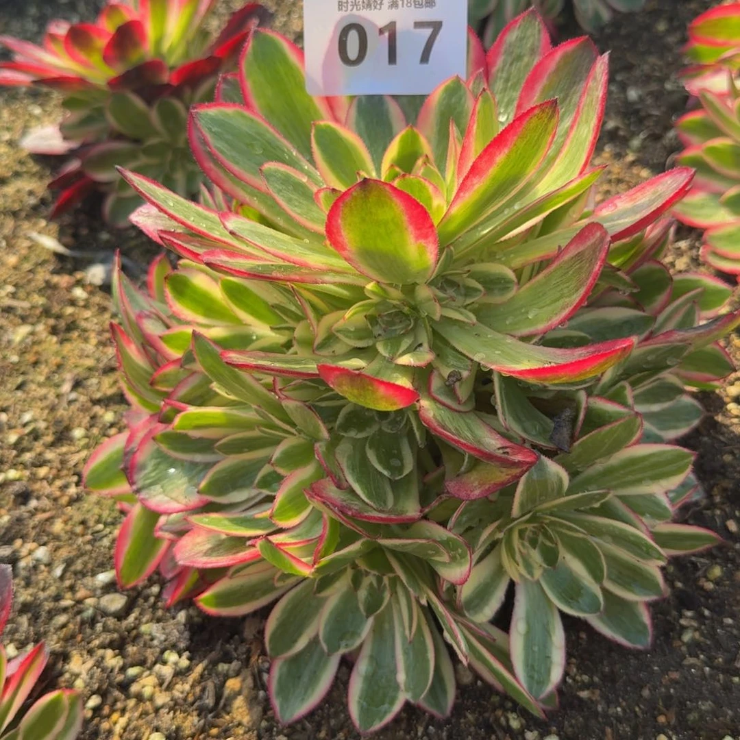017云荷。多肉植物