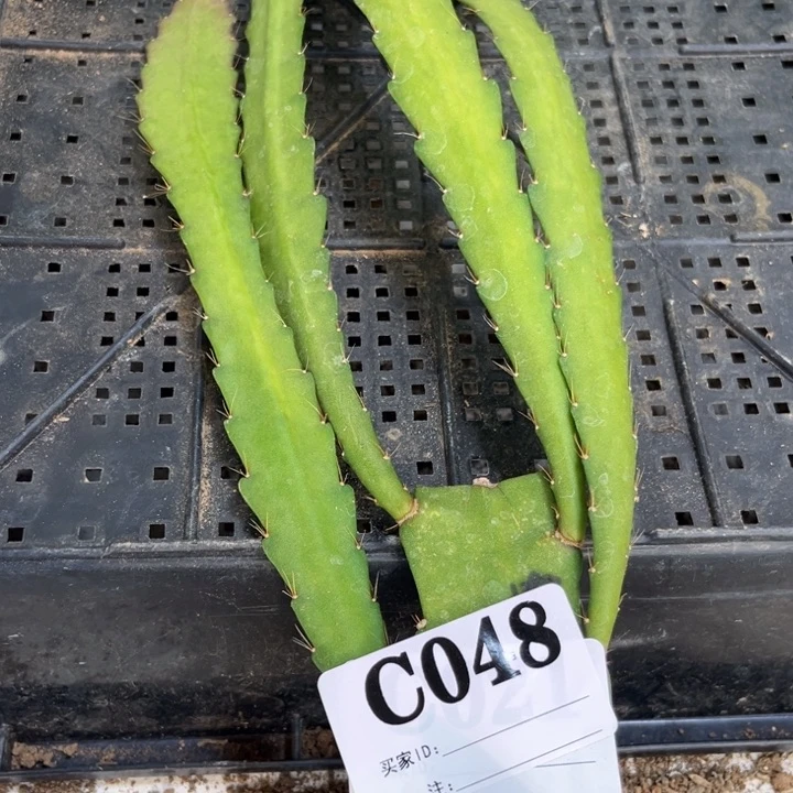 当前无花栽培后可以开花48