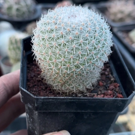 当前无花栽培后可以开花实生希望丸