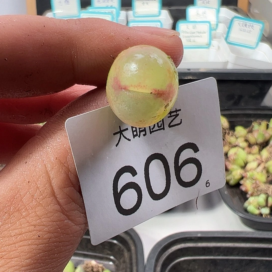 0000606 一物一拍……