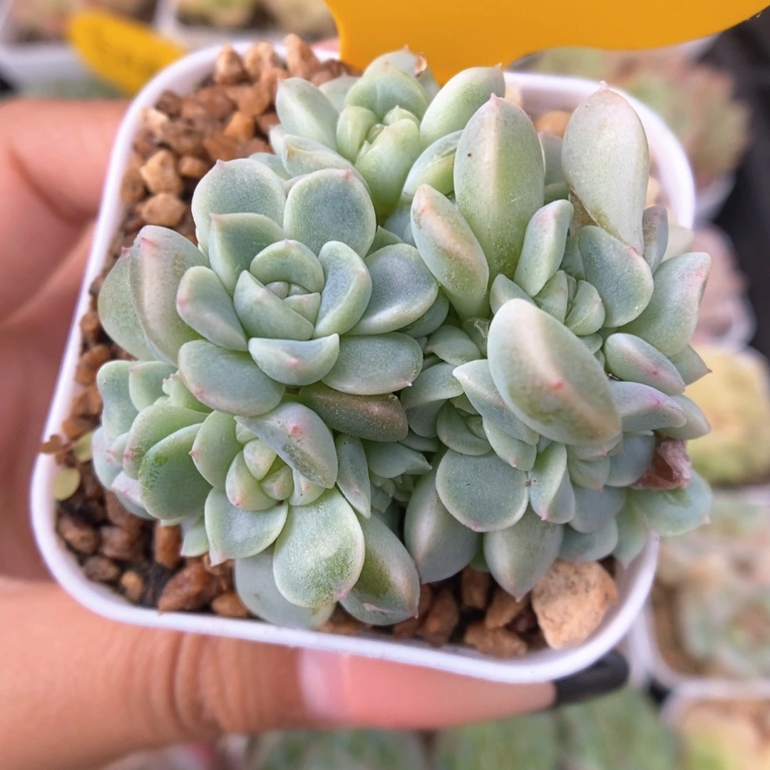 福利纸鸢16头群生可拍511号。