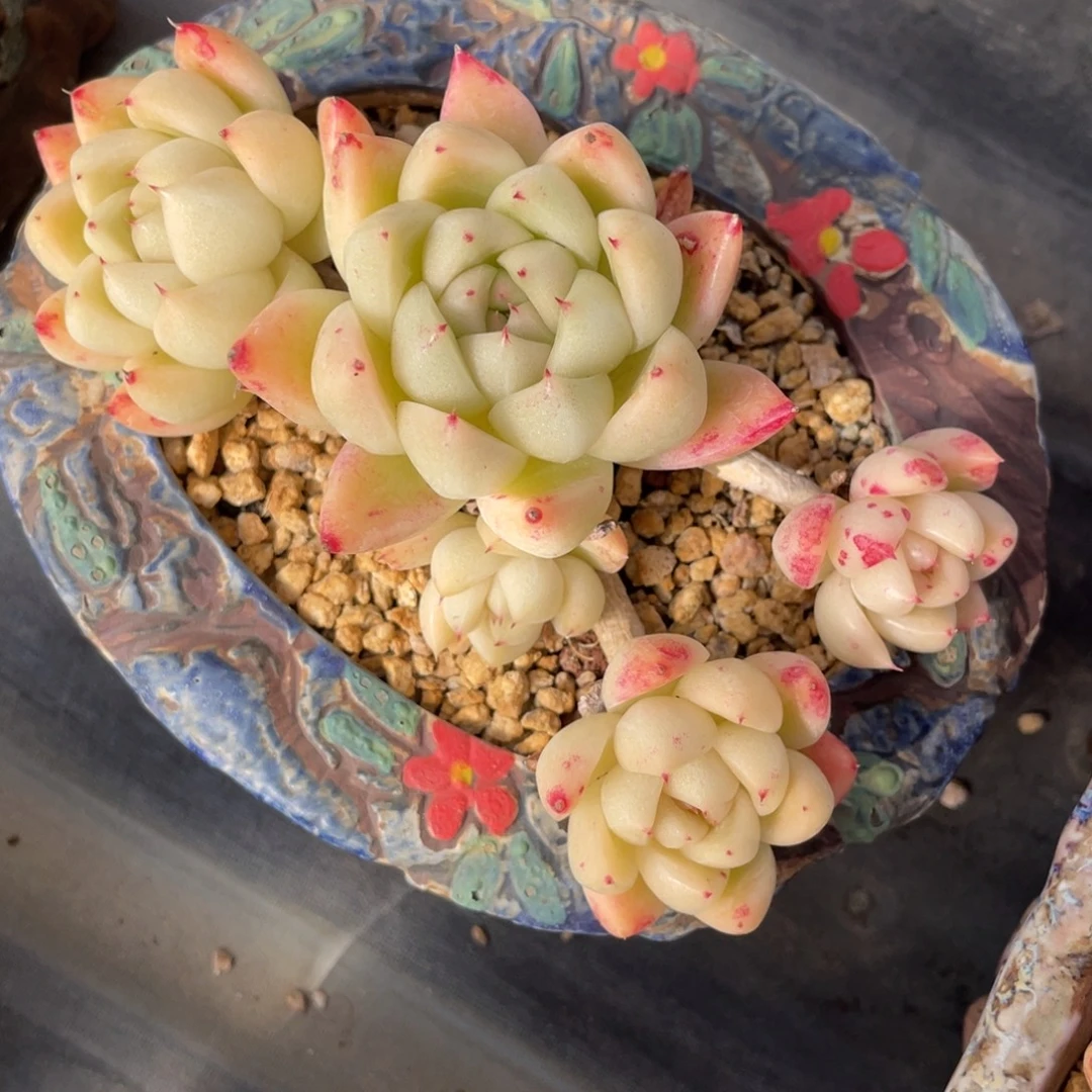 石英老桩粗腿群生