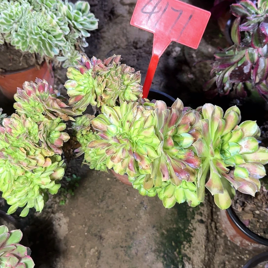 4171韶华缀化砍过的