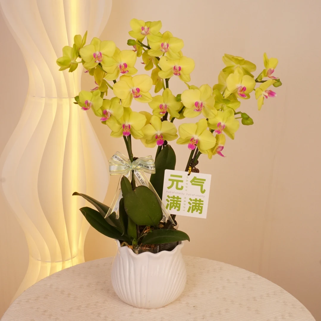 【绿柠檬】蝴蝶兰鲜花精致组盆 开花株 室内绿植 养兰基地直发