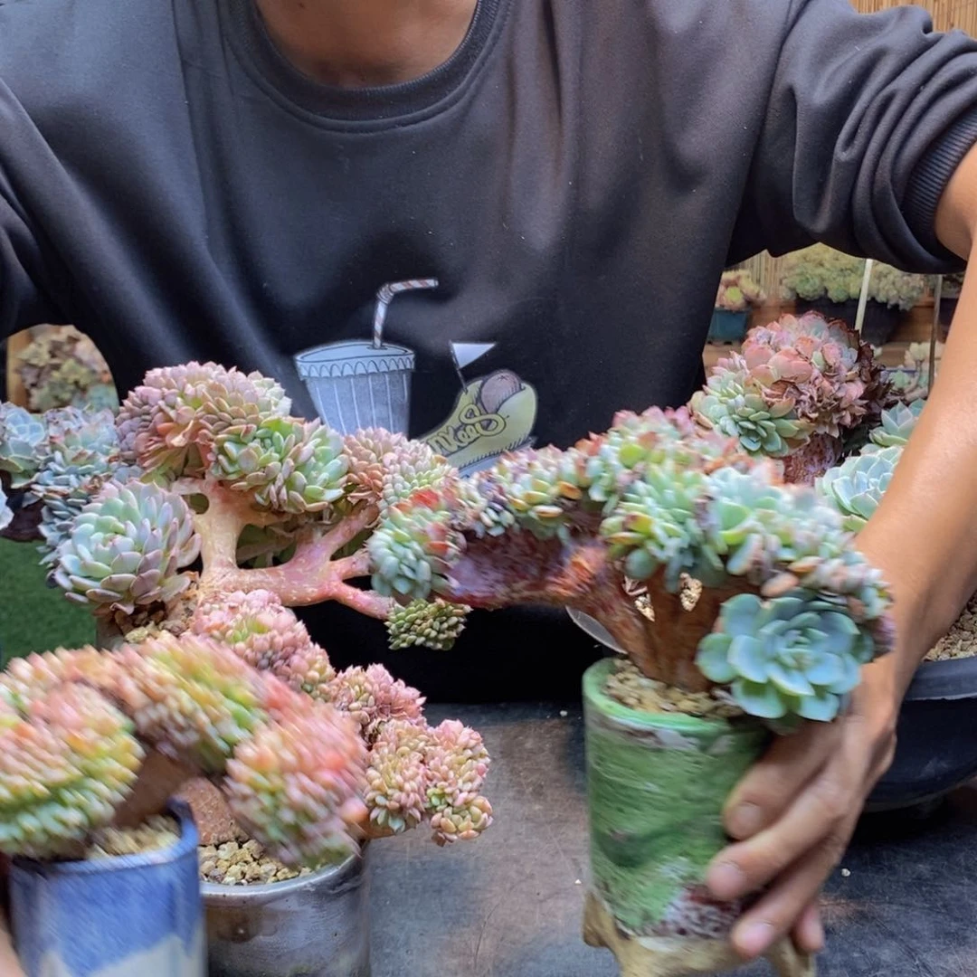 佳*302号海棠花多肉