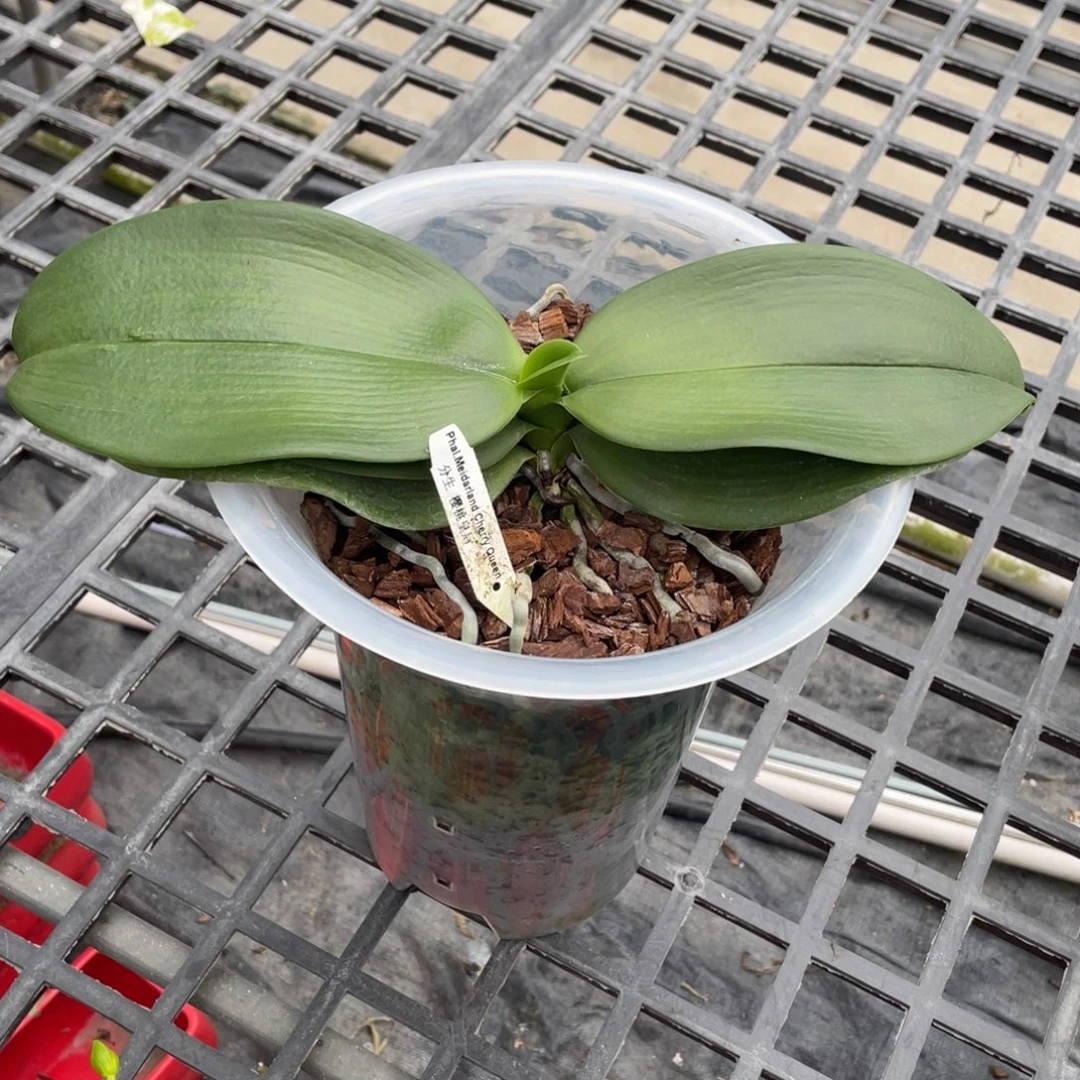 当前无花栽培后可以开花9寸樱桃皇后