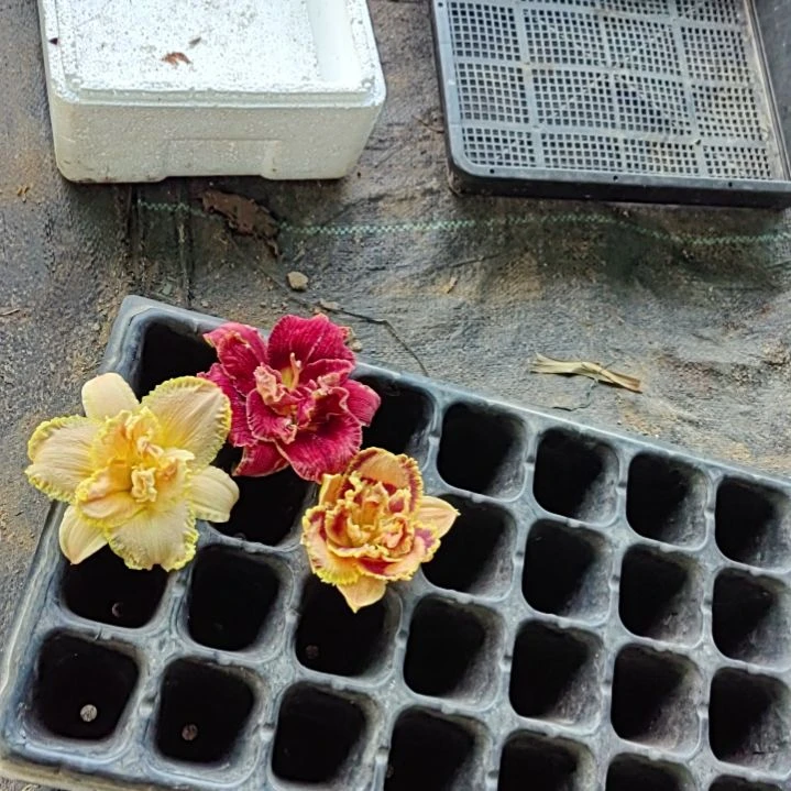 完全开放玫瑰王后莎基