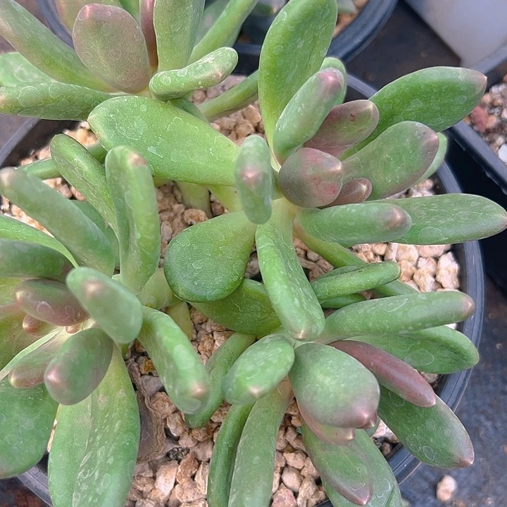 芒果奶大群特价福利