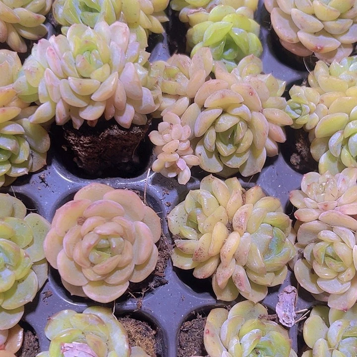 精品溶晶多肉植物