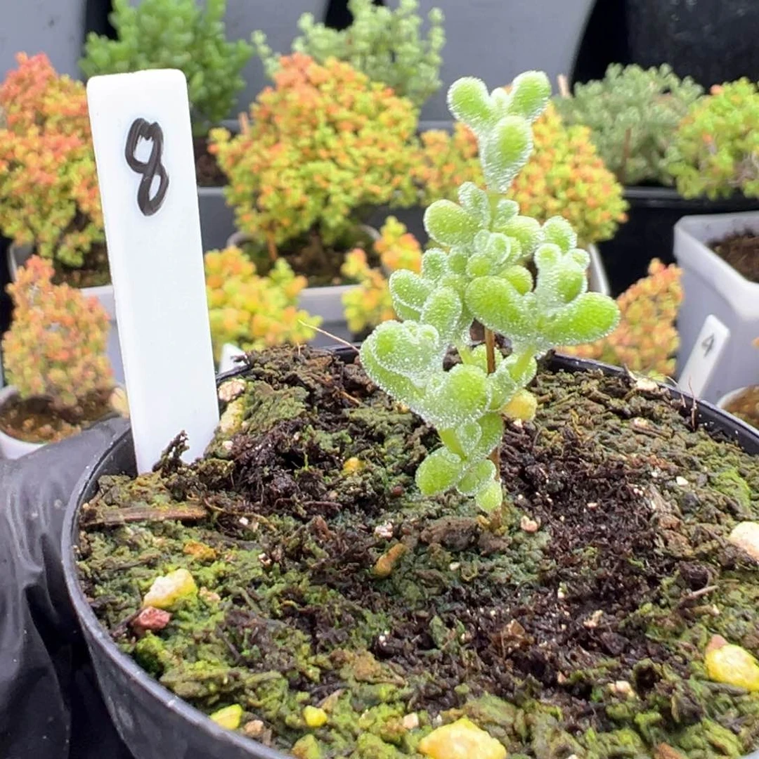 宝宝款超级莱斯8号