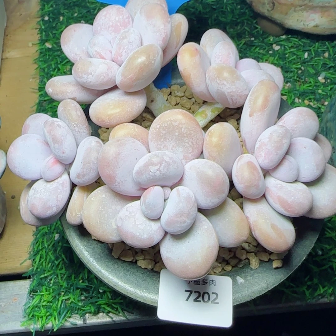 奶酪无砍，7202多肉植物