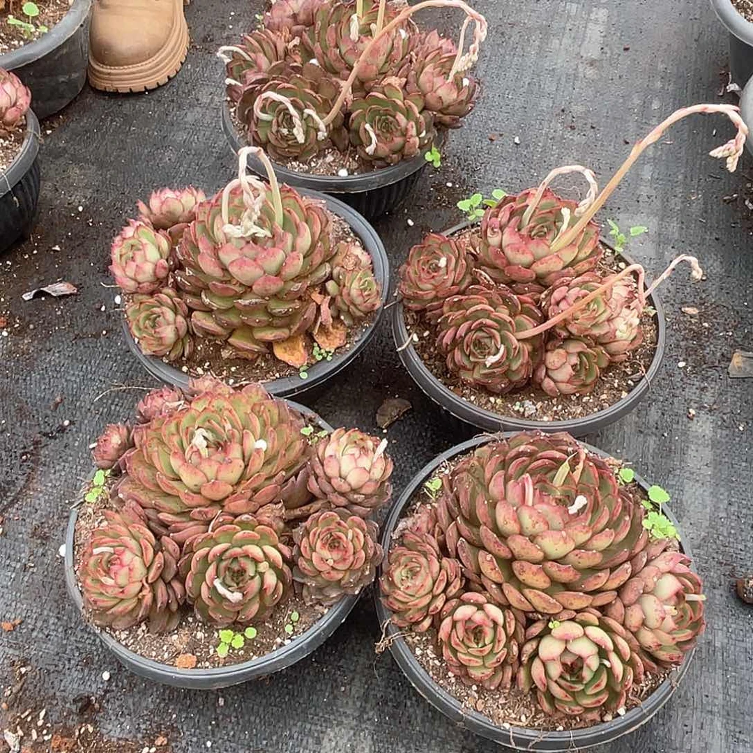 保利安娜5头起9.9米 量拍多肉