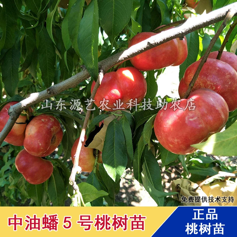 嫁接中油蟠5号蟠桃树苗早熟6月脆甜油蟠桃苗南方北方种植当年结果