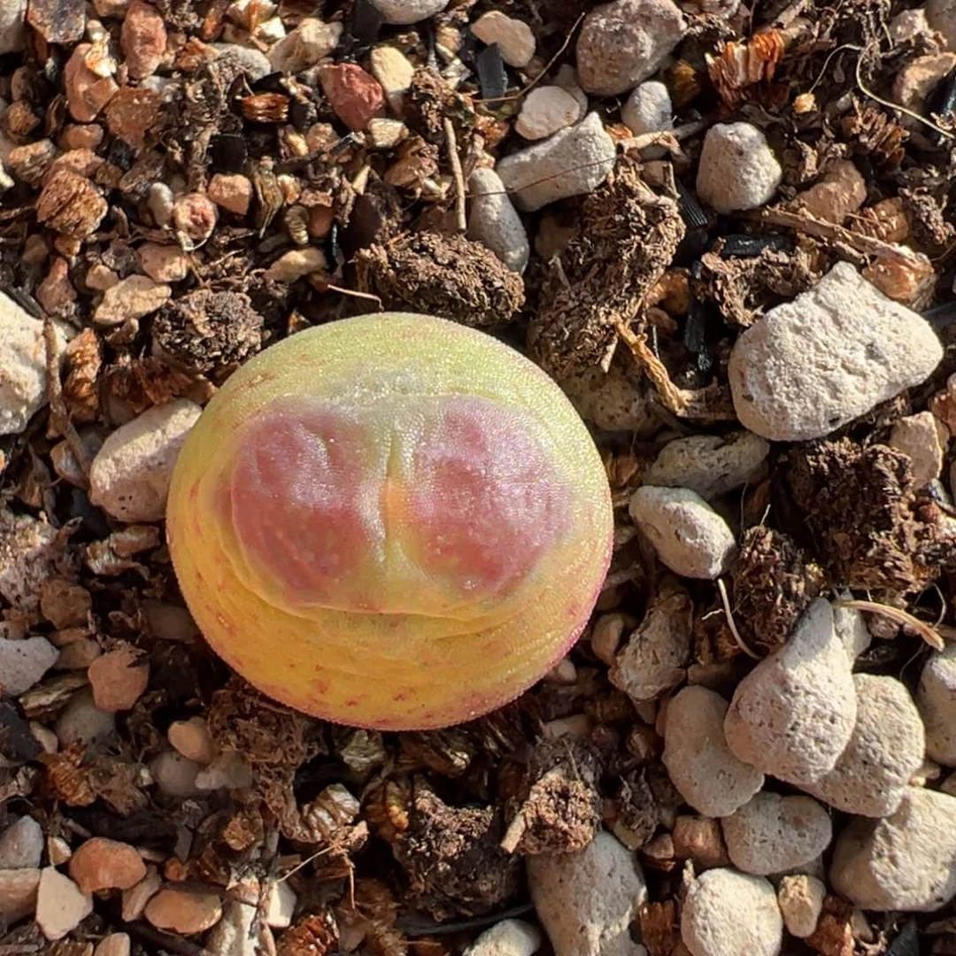 王**～桃割f1子一代定金多肉