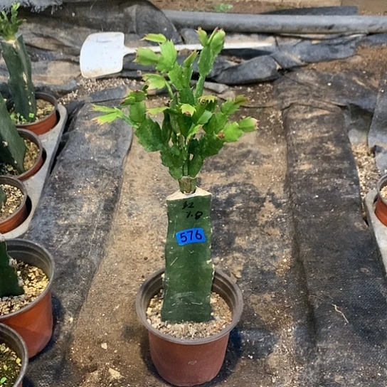 576嫁接蟹爪兰：贵族红