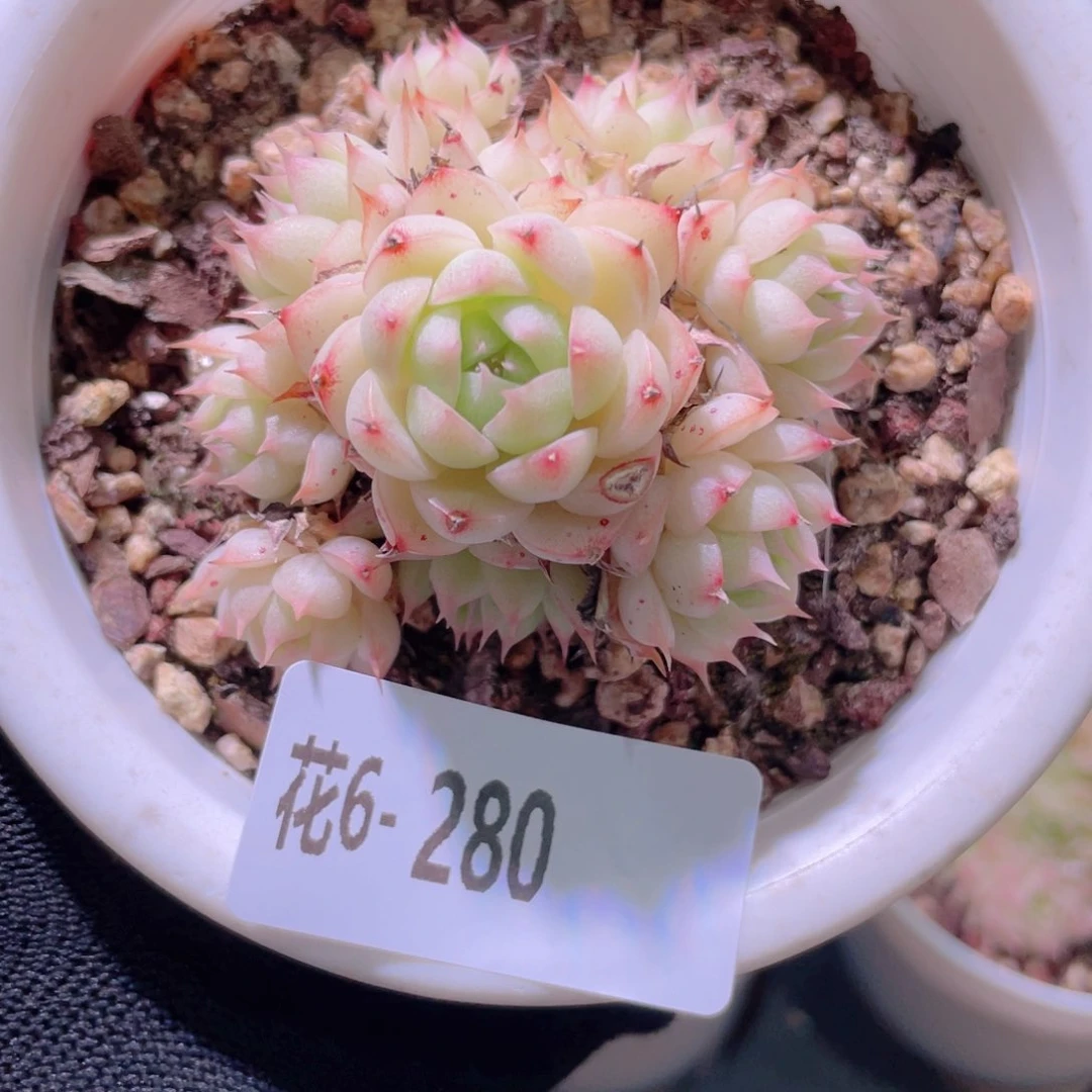 花利美6-280海王