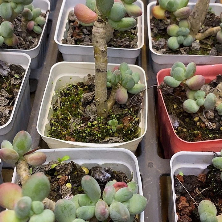 高桩苹果奶去拍吧