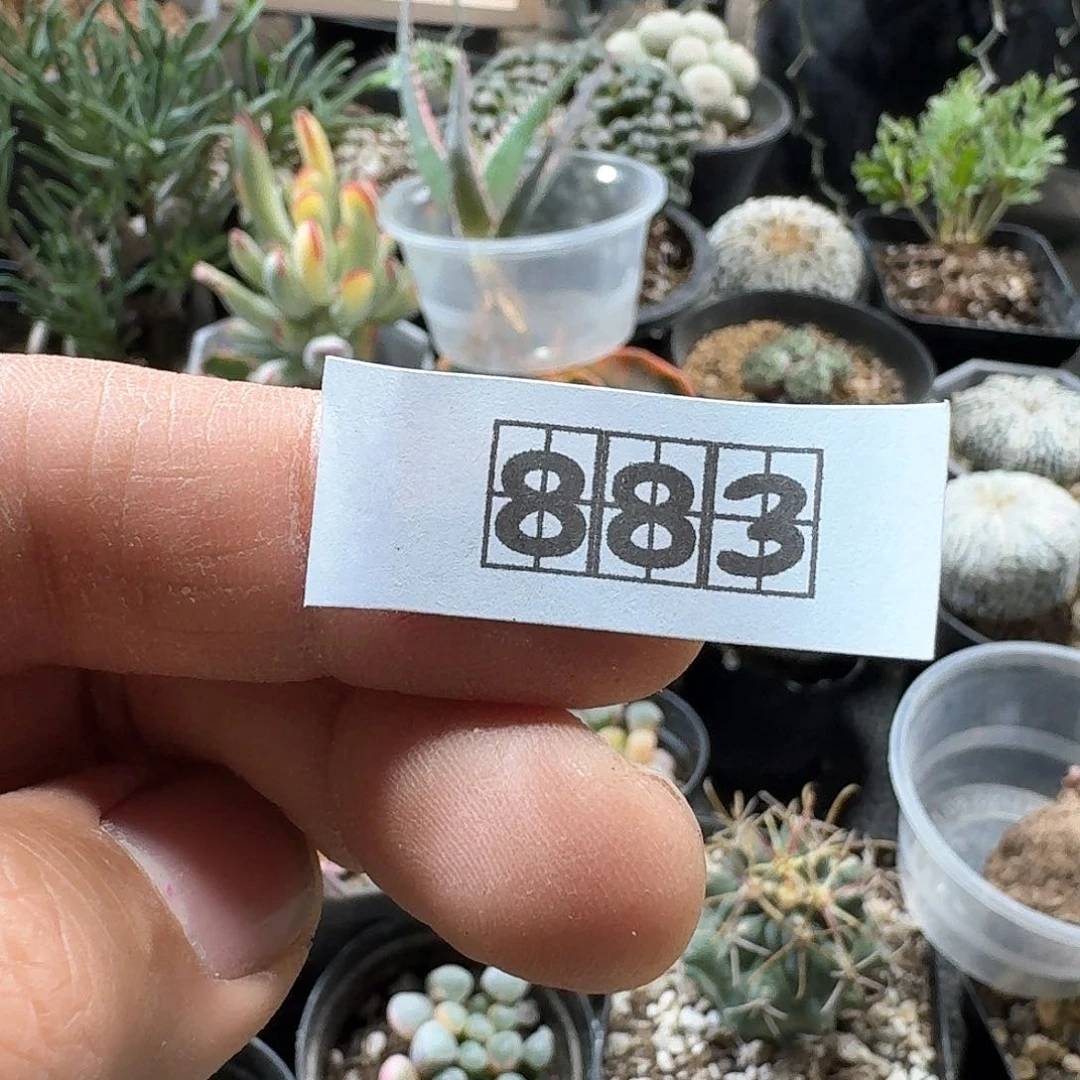 简***?883海妖4-5头两颗另选脱土发货