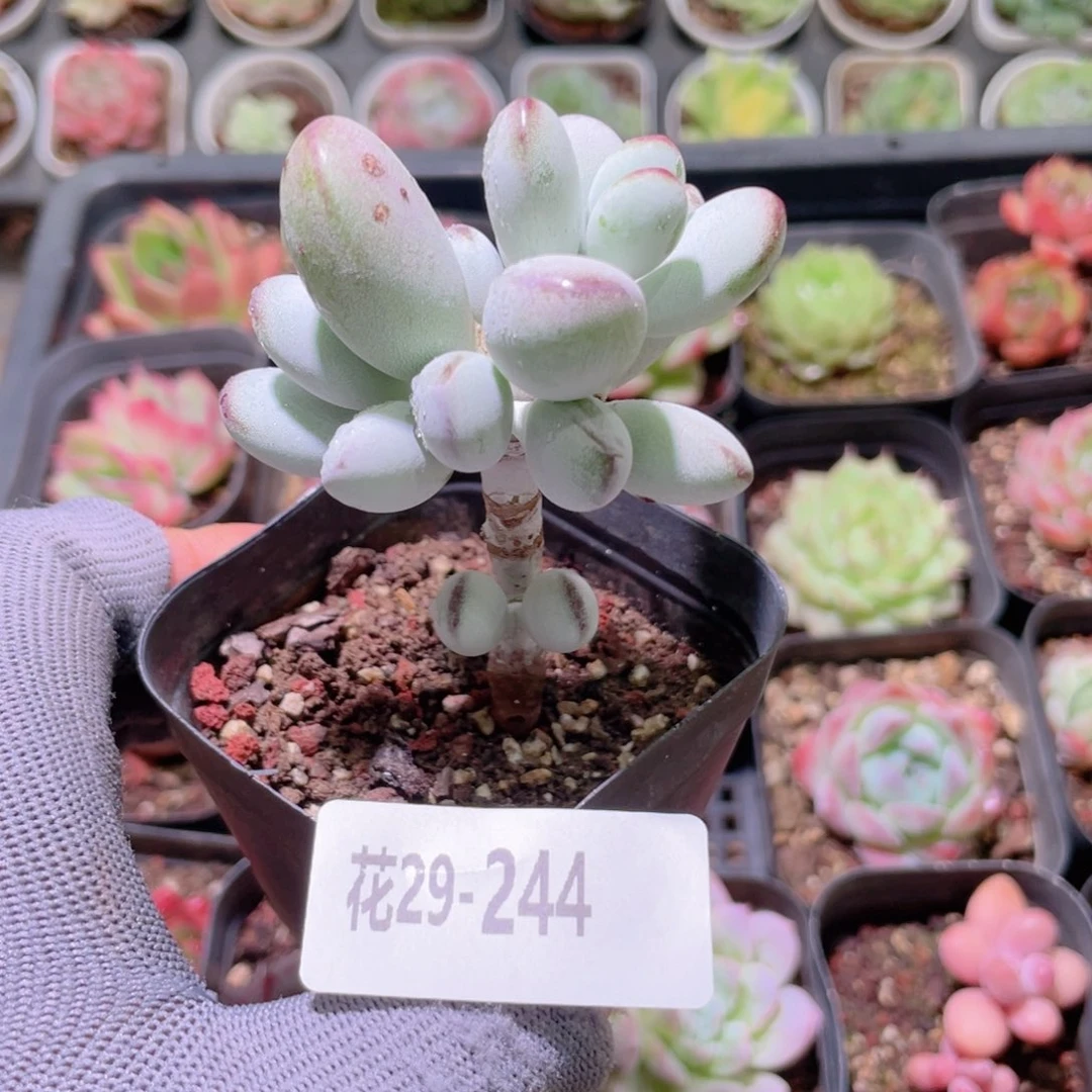 花利美29-244乒乓福娘