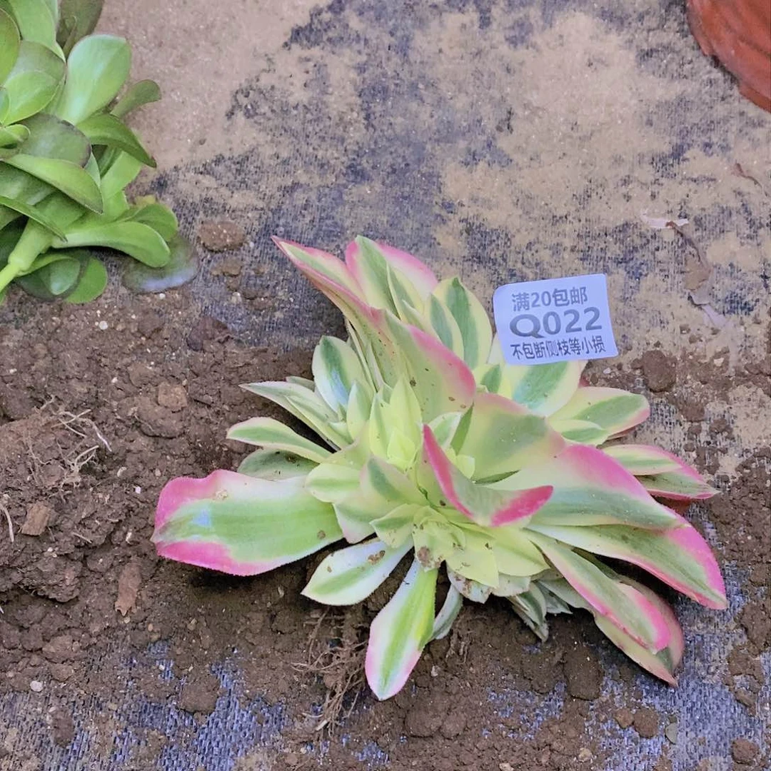 022厚叶女巫多肉法师锦量拍