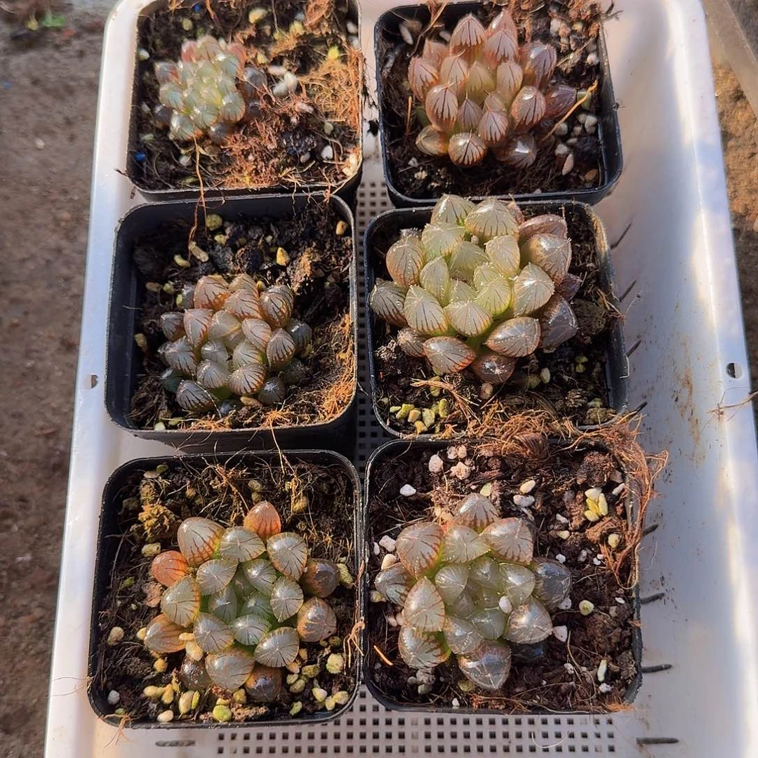 实生玉露一物一拍40