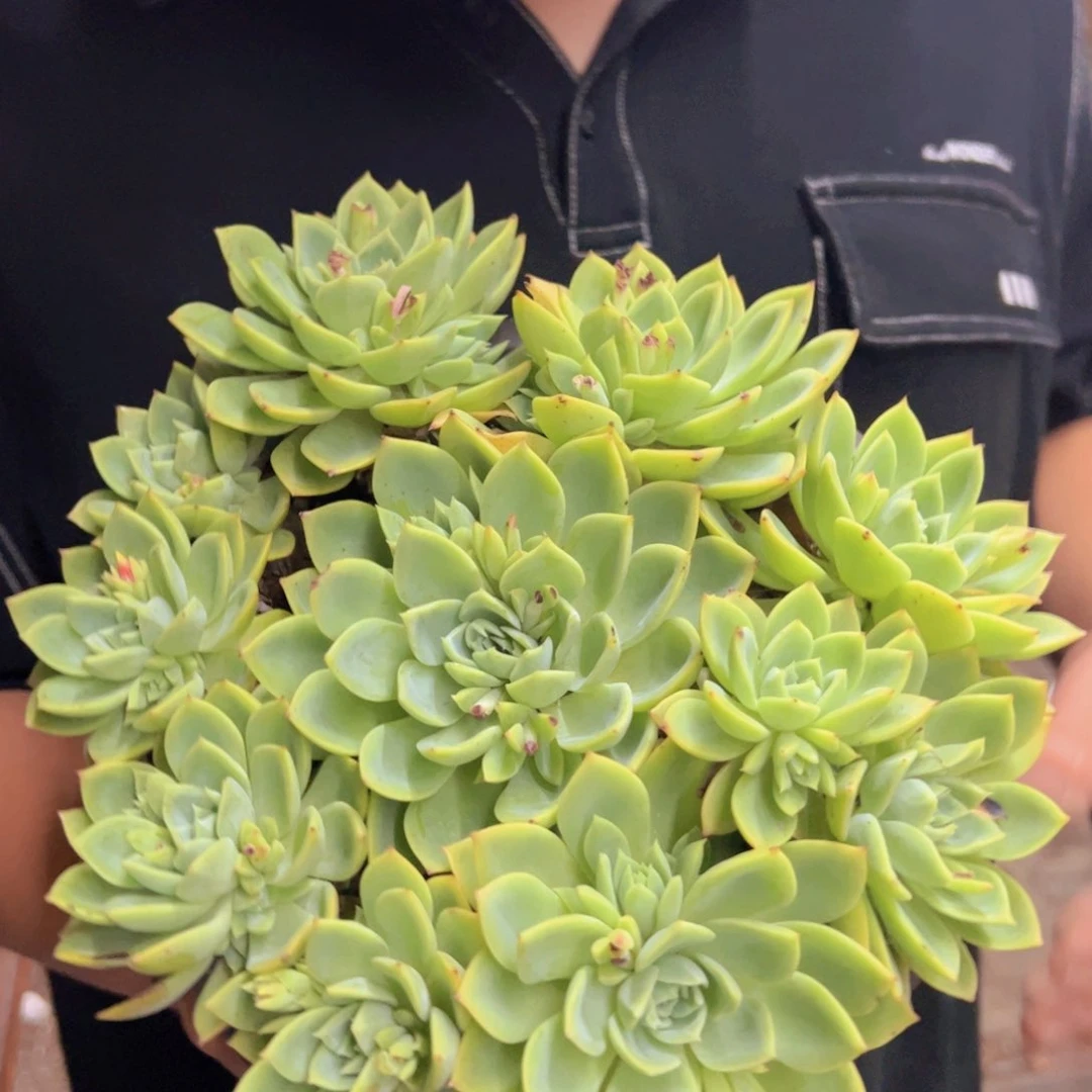 三色堇整装手捧，210杯