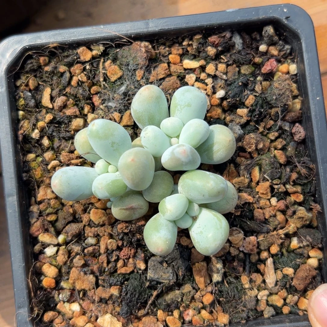 米可奶111111111111