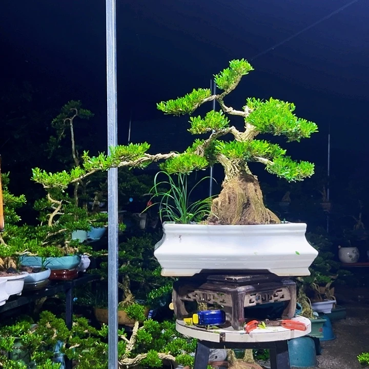 淡***茶无花朵黄杨木