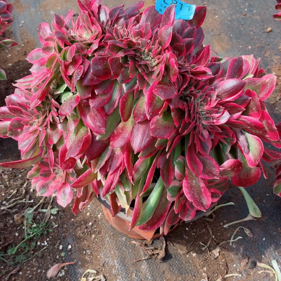 晨****）多肉植物811女郎