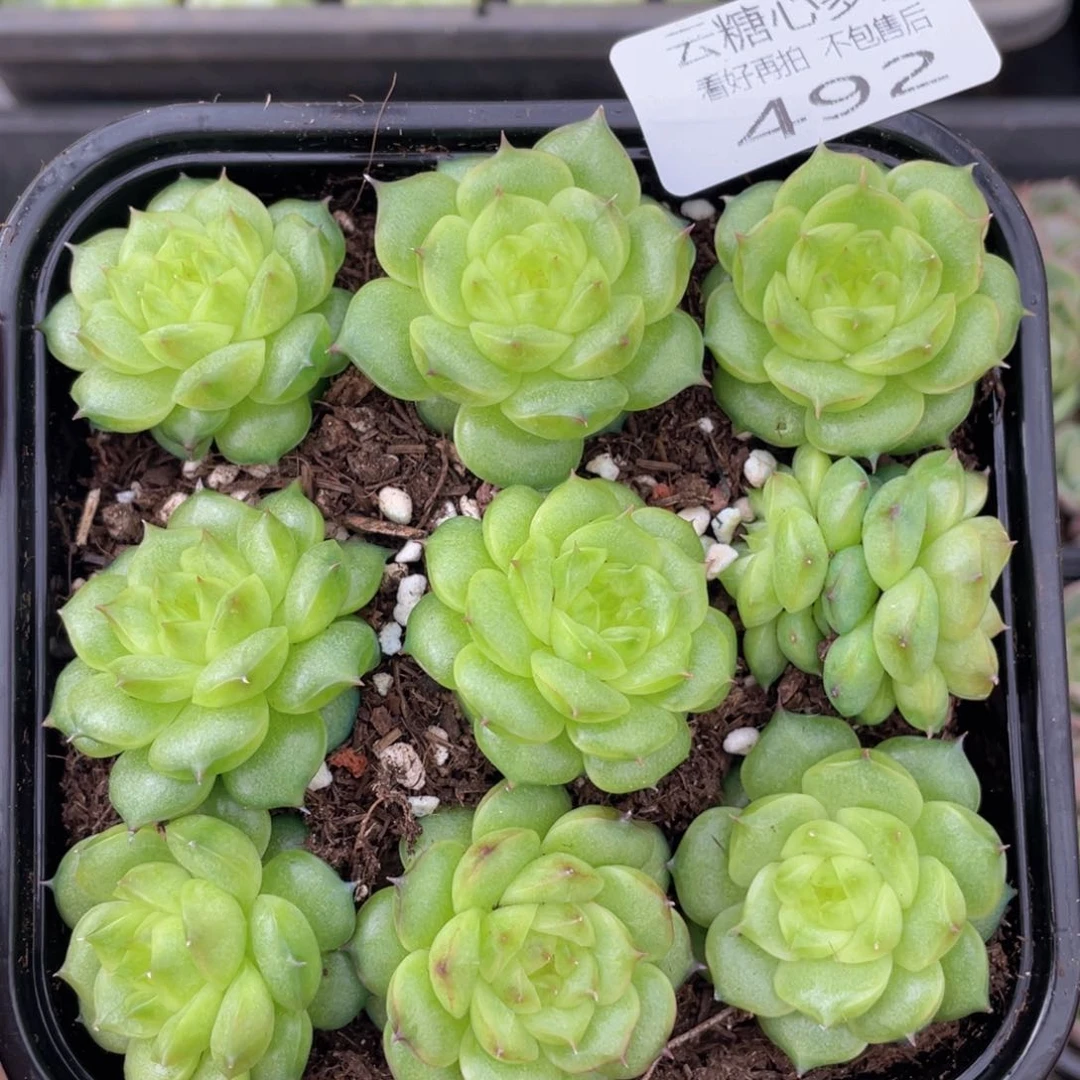 云糖心多肉植物492