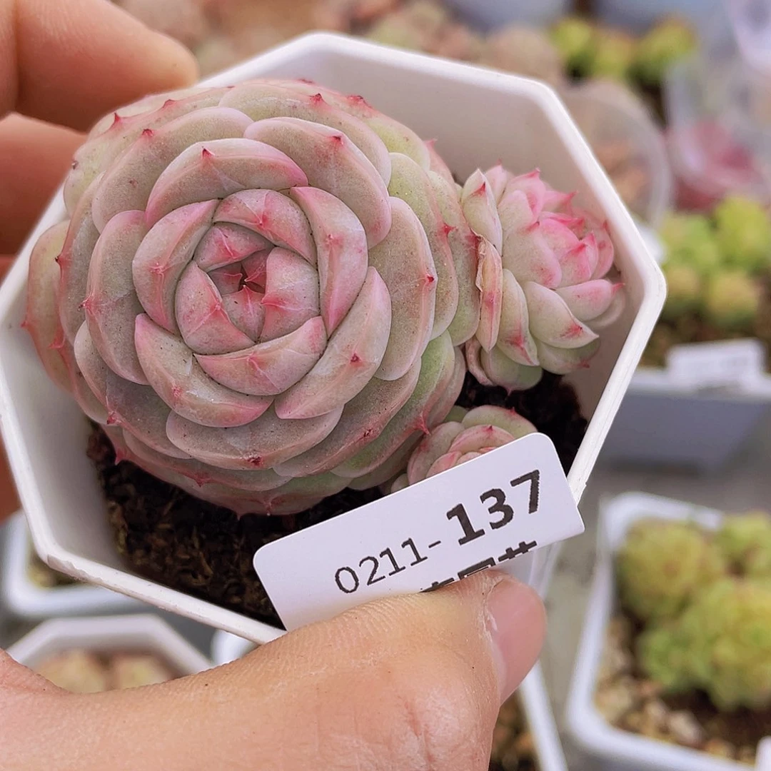 00000000000137量拍