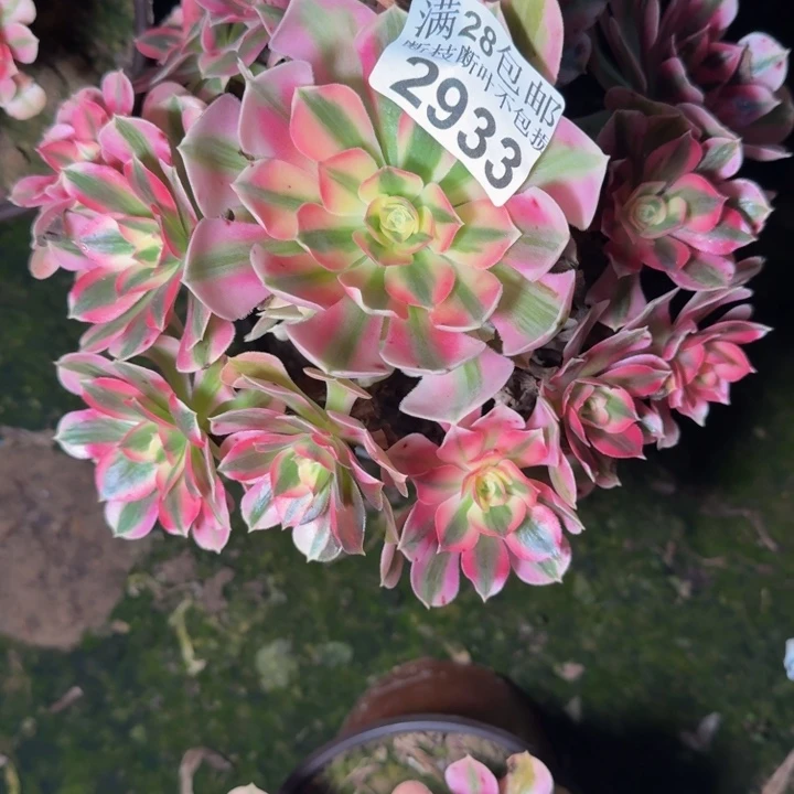 2933女巫多肉植物