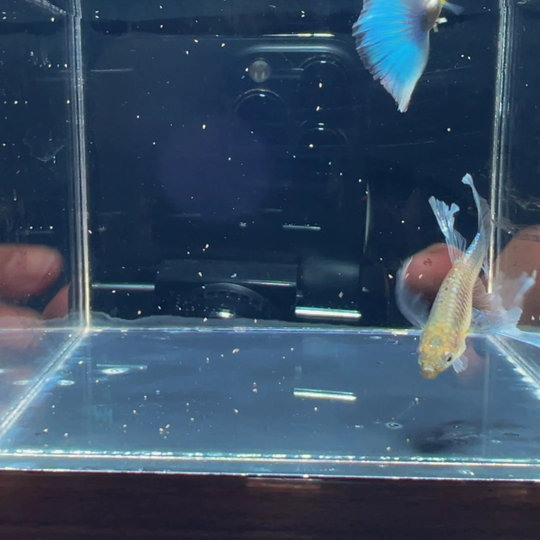 孔雀鱼孔雀鱼孔雀鱼4号