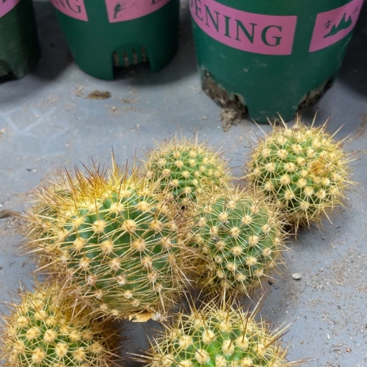 进口火焰魔术毛花住测芽一个