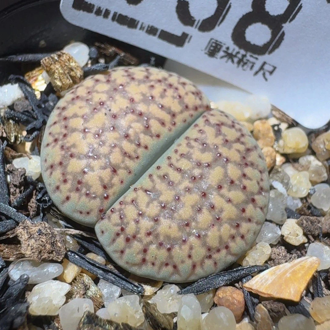 zzzzz生石花肉锥958