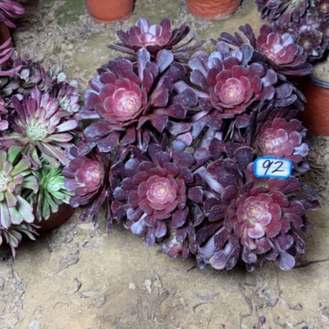 【闪购商品】多肉植物黑萝莉92