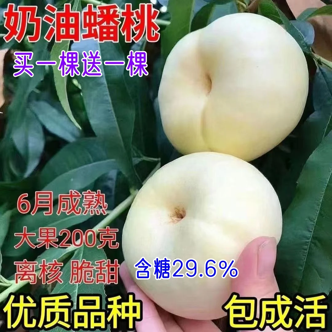 嫁接网红奶油蟠桃树苗南方北方阳台庭院盆栽地栽种植桃子苗