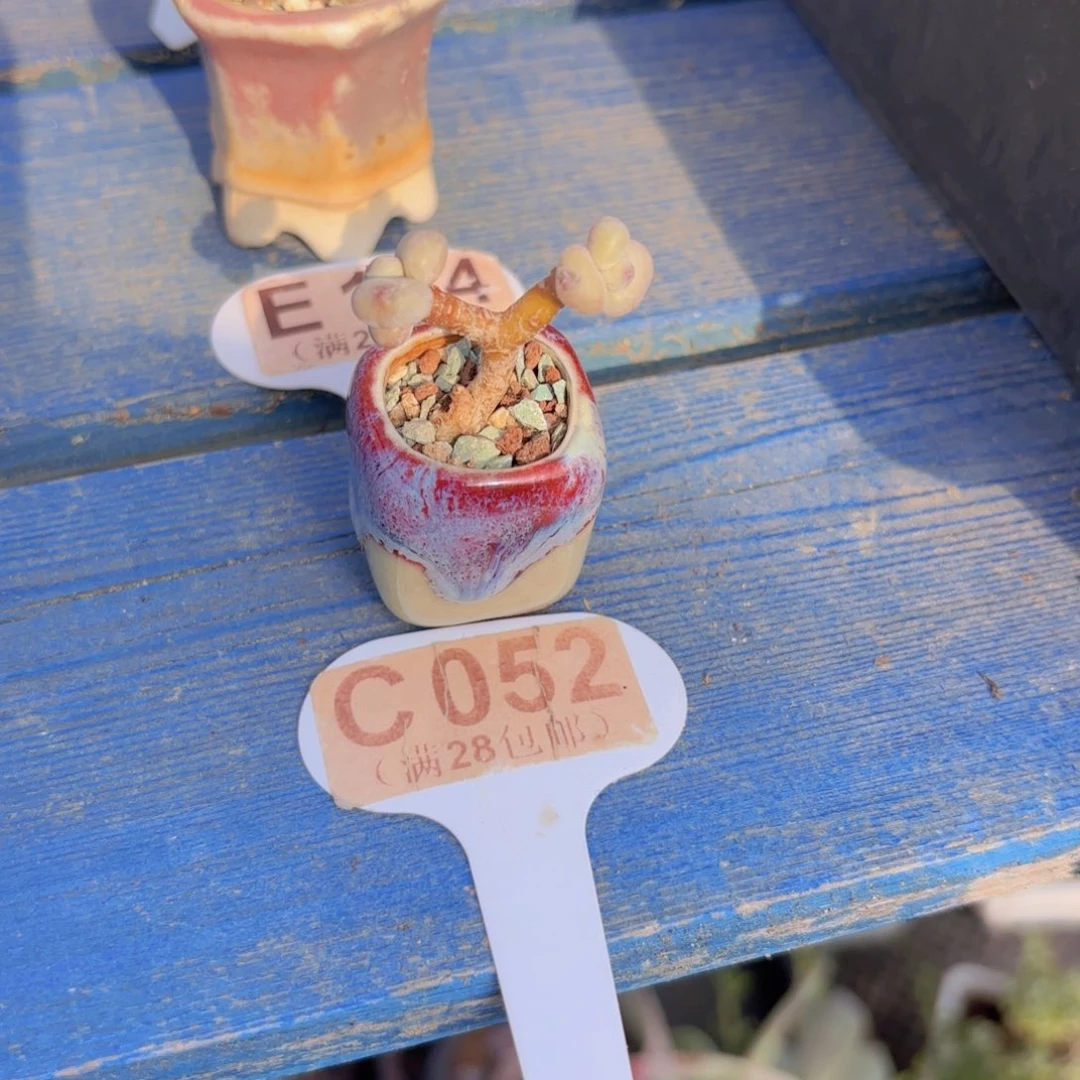 C052萤火虫奶酪一物一拍